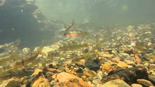 Stream fishes spawn on stoneroller nests [upl. by Sanjay]