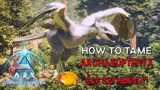 Ark Survival Ascended  How To Tame ARCHAEOPTERYX amp Sap Harvester Permanent Parachute [upl. by Rubens]