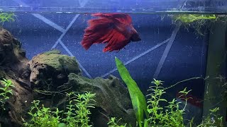 Betta Tank [upl. by Newmann]