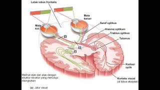 Anatomi Sistem Neurosensoris [upl. by Marylee]