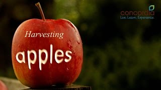 Harvesting Apples on a Concordia Farm [upl. by Asi]