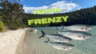 Hot Estuary Session On Pambula River Salmon Feeding Frenzy Shimano Miravel 1000 Tested💪🎣 [upl. by Akiehs]