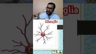 Microglia nursingcompetition nursingnotes [upl. by Atirahc]