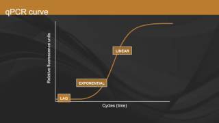 Overview of qPCR [upl. by Komarek]