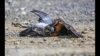 Aplomado Falcon Hunting falconry [upl. by Kilk]