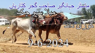 Bull race Dina  Akhara Jhelum Bull race chakswari [upl. by Stevana209]