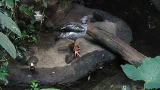 Biodôme de Montréal  kamichi à collier [upl. by Yenterb335]