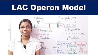 lac operon  Gene Regulation in Prokaryotes  AllAboutBiology [upl. by Cannice]