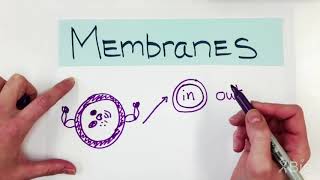 What are Membranes [upl. by Floss]