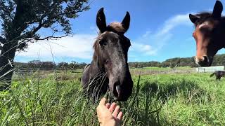 Kawela Ranch Honokaa Hawaii Mares and foals [upl. by Monica]