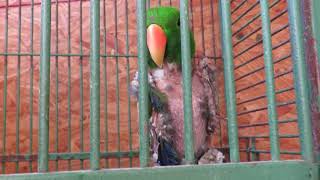 Male Eclectus Parrot Sadly has Plucked All Its Feathers Feathered Friends Forever [upl. by Yeoj]