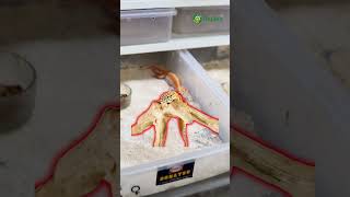 Ukuran kandang leopard gecko di farm Repjak berapa sih 🦎🤔kandanggecko farmrepjak repjak [upl. by Alexio274]