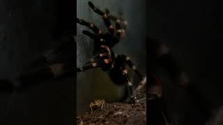 Why Tarantulas Are Hairy The Shocking Truth tarantula insects wildlife [upl. by Bough]