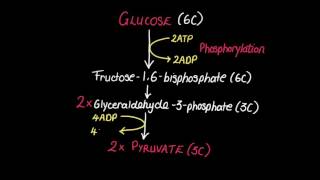 82 Glycolysis [upl. by Nylodam405]