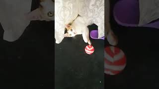 Cynthia the funny amp naughty cat cat funny cute viralvideo shorts funniestvideo [upl. by Sabra]