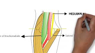 Cubital fossa contents anatomy drawing mbbs firstyear medicine online wwwhealiosmedcom [upl. by Taka]