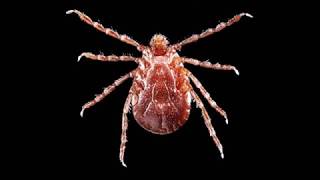 Asian longhorned ticks with Maria DiukWasser PhD [upl. by Lala]