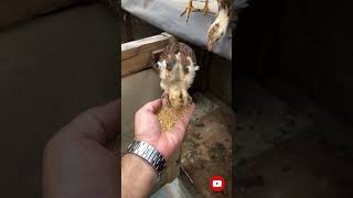 Tetra aseel feeding at handpakistan viralvideo like follow [upl. by Suoivatnod]