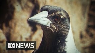 Magpies sing along to harmonica 1977 [upl. by Alyat848]