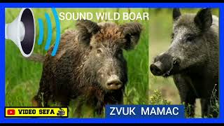 VABILICA DIVLJA SVINJA  VEPRA SOUND WILD BOAR ZVUK MAMAC DIVLJE SVINJE ZOV [upl. by Nagey894]