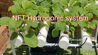 How to make cheap Nutrient film technique NFT Hydroponic growing system for bigenners 2021 [upl. by Erot]