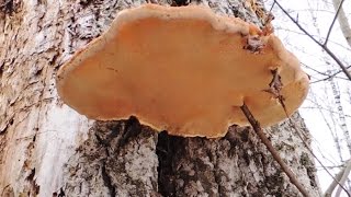 Трутовик 🍄 на 🌳 осине Phellinus tremulae Bond Bond et Boriss [upl. by Pedaiah]