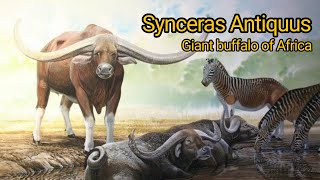 Syncerus antiquus The giant buffalo of Pleistocene Africa [upl. by Ramas]