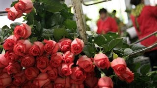 Cultivo de Rosas para Exportación  TvAgro por Juan Gonzalo Angel [upl. by Jerad79]