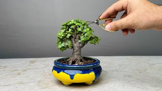 Making Bonsai Tree in 1 Year  Jade Plant  Repotting  Pruning  Portulacaria Afra [upl. by Absa147]