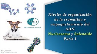 🟢 Organización de la cromatina y empaquetamiento del ADN nucleosoma y solenoide  PARTE 1️⃣🧬 [upl. by Airamanna]