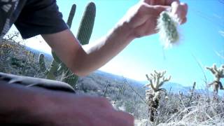 Removing Cholla Cactus From Hand 365 Project [upl. by Ardnusal687]