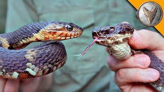 Cottonmouth vs Water Snake [upl. by Aidnic611]