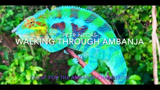 Walking through Ambanja Quest for the Ambanja Panther Chameleon [upl. by Silden]