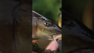 Autumn Barbel Fishing fishing fishingvideo barbelfishing [upl. by Brett]