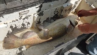 Prespawn Flathead Catfish on Trotlines Big Fish in the Boat [upl. by Enelec]