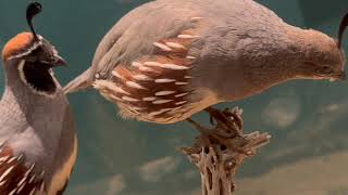 Northern bobwhite quail Australian rosella parrot oscars guppies bobcat cubs beaver lynx 16052 [upl. by Eniruam]