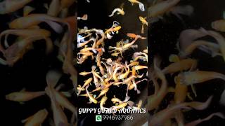 guppyguardaquatics2869 reels viralvideo guppylovers❤️ guppyfry guppysolo guppyinstagram [upl. by Januisz251]