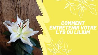 Comment entretenir votre lys ou Lilium [upl. by Gaidano]