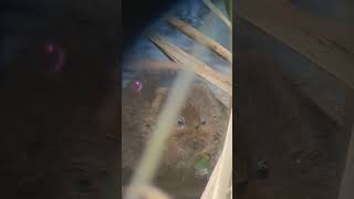 Lovely close view of a Water Vole feeding watervole vole conservation [upl. by Derron69]