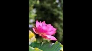 Guided Meditation on Loving Kindness  Metta Bhavana [upl. by Adnulahs891]