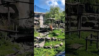 Biotopia zoo Dunkerque France 🦋 [upl. by Cela]