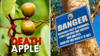 Manchineel Tree The Deadliest Tree On Earth [upl. by Artim]