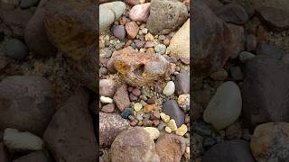 Limonite Stained LSA agate rockhounding rocks nature [upl. by Humph]