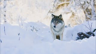 Will Colorado be allowed to kill its new endangered wolves Maybe [upl. by Ducan]