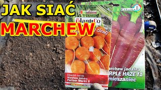 Jak i kiedy siać Marchew do Gruntu Donicy  Uprawa Marchwi w ogrodzie [upl. by Miriam]