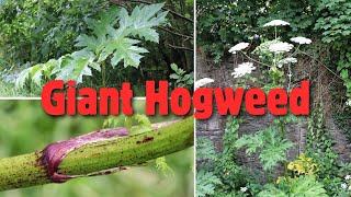 Giant Hogweed Don’t Touch This Toxic Plant ❌☠️ [upl. by Nyre]