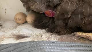 real video of chicken laying an egg [upl. by Ledarf]