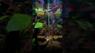 Best✅Tank Mates for Your🐟Guppies  Planted aquarium  beginners guppy [upl. by Oicneserc]