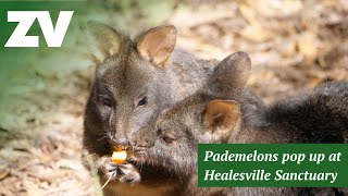 Pademelons pop up at Healesville Sanctuary [upl. by Kerns]