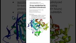 Drugs metabolized by pseudocholinesterase [upl. by Misak497]